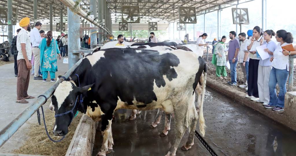 Veterinary University organizes animal judging competition for students